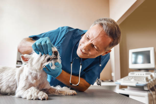Best Emergency Denture Repair in Mowbray Mountain, TN